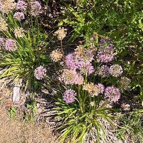 Photo of the plant species Chinese Chives by @PerfectPepper named Foxxy on Greg, the plant care app