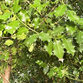 Photo of the plant species Common Holly by @PerfectPepper named Queen on Greg, the plant care app