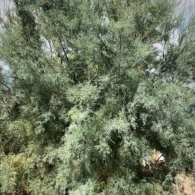 Photo of the plant species Five-Stamen Tamarisk by @PerfectPepper named Messi on Greg, the plant care app