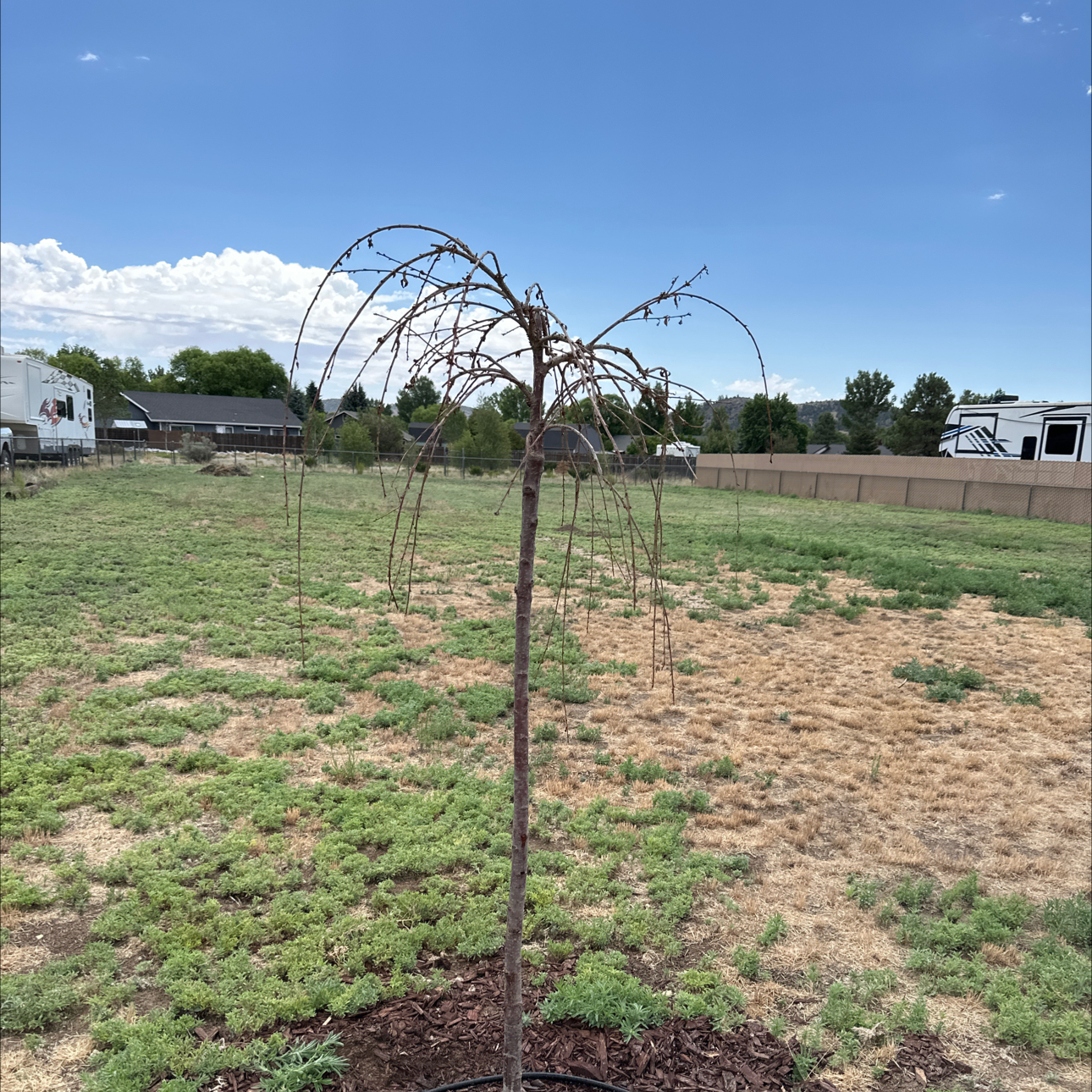 Photo of the plant species Weeping Cherry by @ProBlueplumbago named Sanders on Greg, the plant care app
