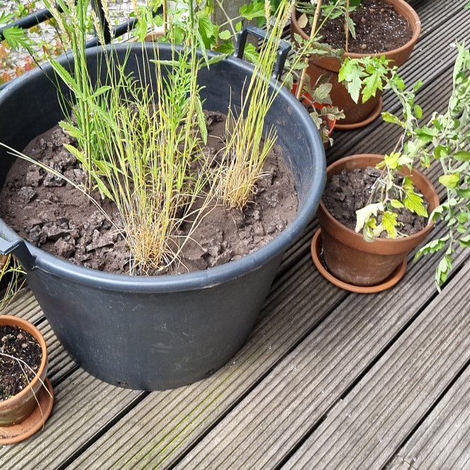 Photo of the plant species Hairy Melic by @UnbiasedWinika named Navajo on Greg, the plant care app