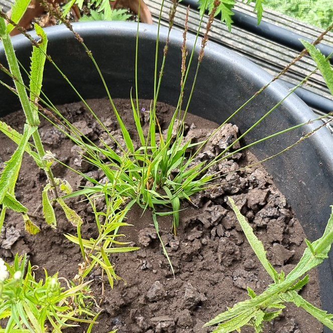 Photo of the plant species Purple Moorgrass by @UnbiasedWinika named Doja Cat on Greg, the plant care app