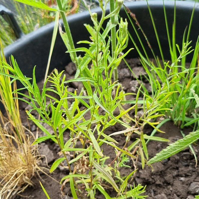 Photo of the plant species Sneezewort Yarrow by @UnbiasedWinika named Ulysses S Plant on Greg, the plant care app