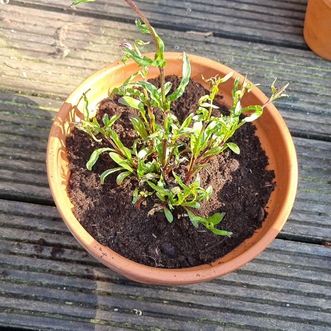 Photo of the plant species Ragged Robin by @UnbiasedWinika named Captain Plant-it on Greg, the plant care app