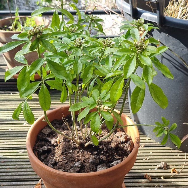 Photo of the plant species Choisya 'Sundance' by @UnbiasedWinika named Kesha on Greg, the plant care app