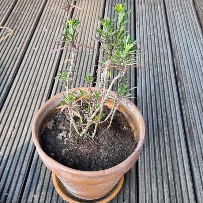 Photo of the plant species Wallflower by @UnbiasedWinika named Stella on Greg, the plant care app