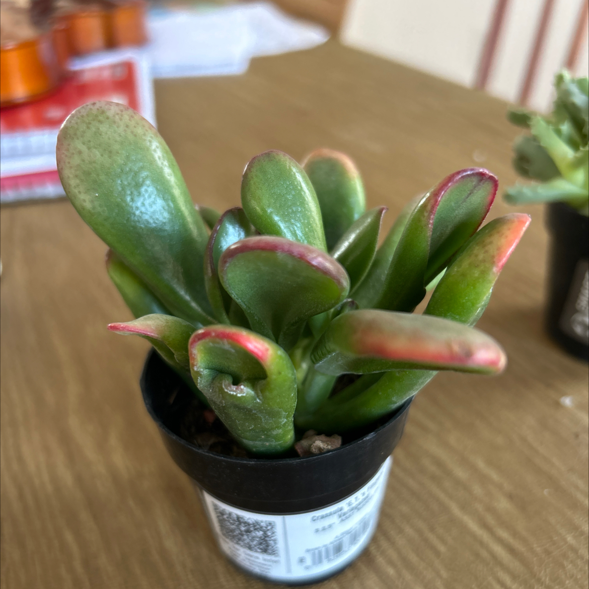 Photo of the plant species Variegated ET's Fingers by @LargeDonkeyears named Maya on Greg, the plant care app