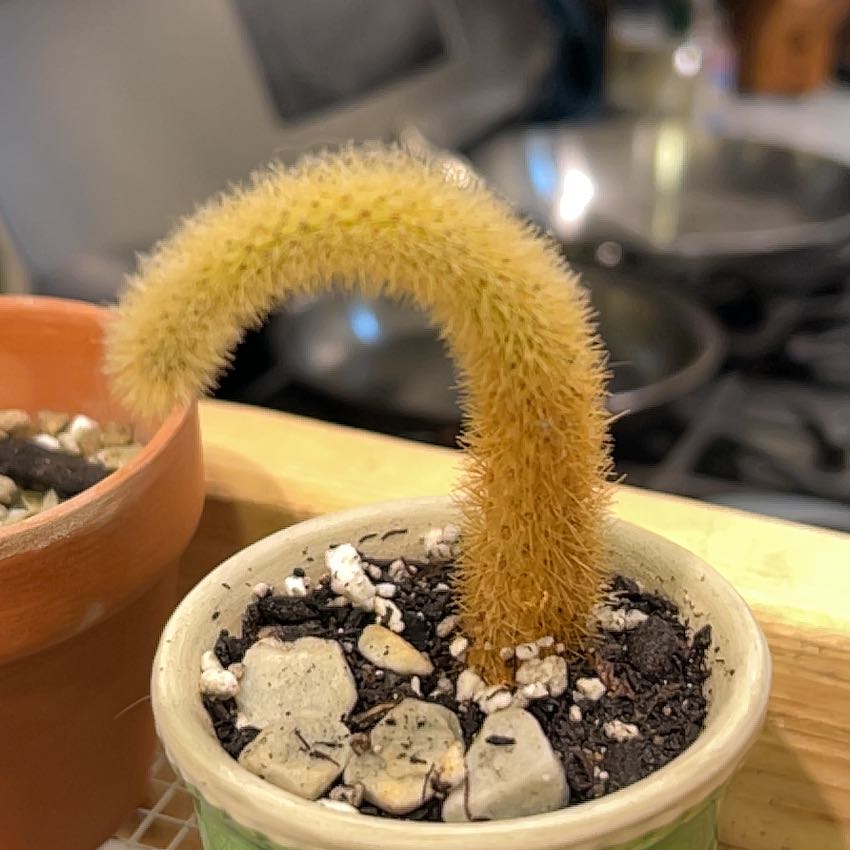 Photo of the plant species Golden Snakecactus by @LargeDonkeyears named Rosa on Greg, the plant care app