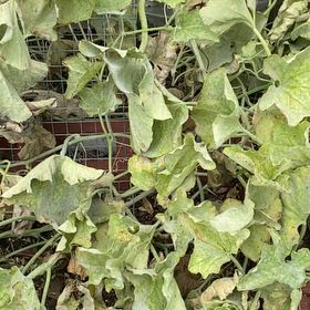 Photo of the plant species Cretan Bryony by @StarPaintedlady named Prince on Greg, the plant care app