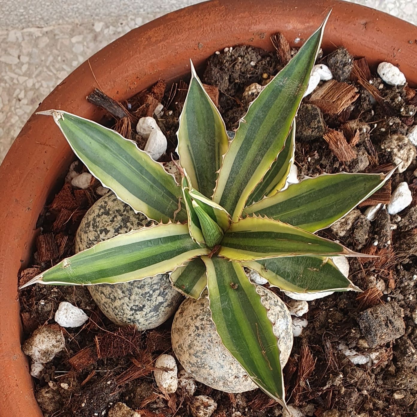 Photo of the plant species Quadricolor Century Plant by @CivilBanyanfig named Figyonce on Greg, the plant care app