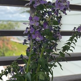 Photo of the plant species Archangel Angelonia by @QuirkyBanyanfig named angel on Greg, the plant care app