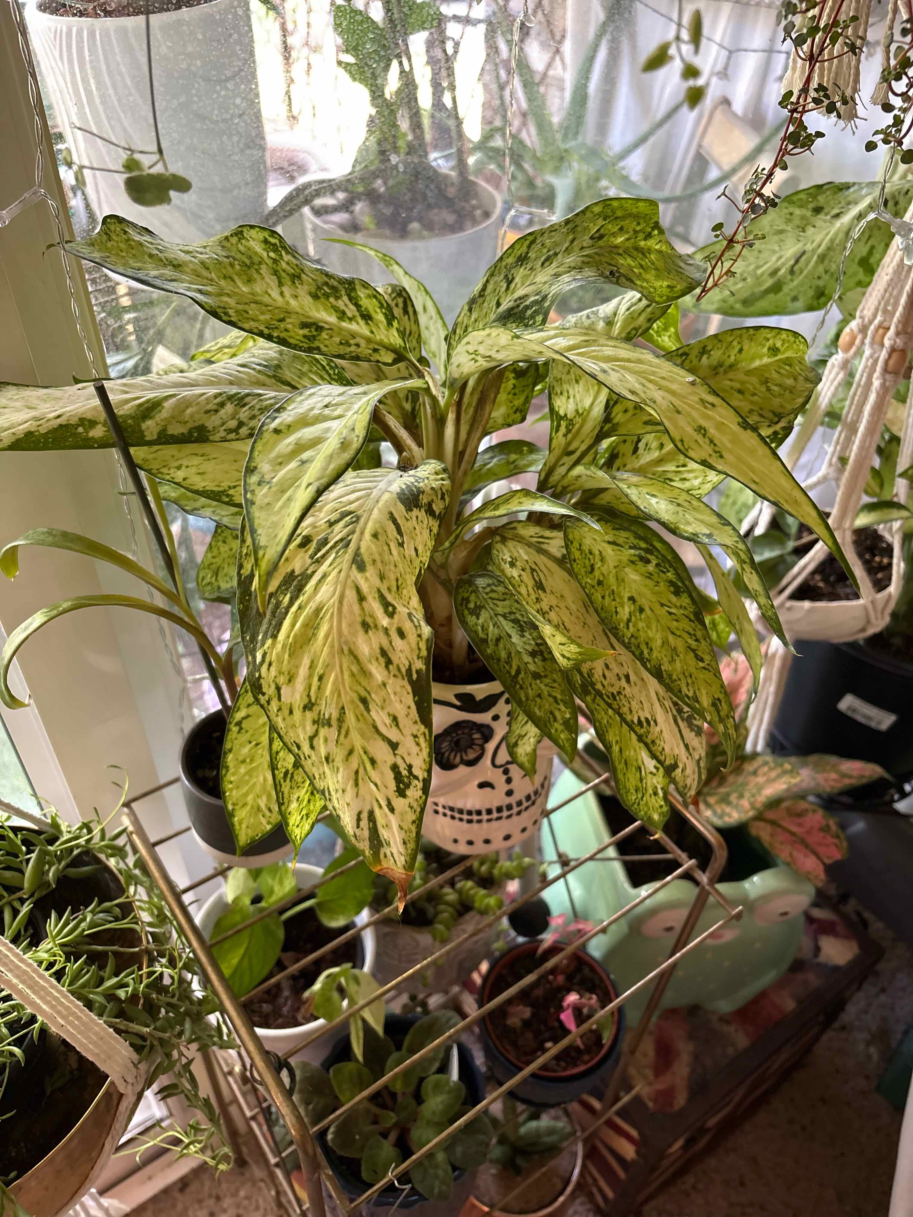 Photo of the plant species Star Bright by @captainstardust named Frida on Greg, the plant care app
