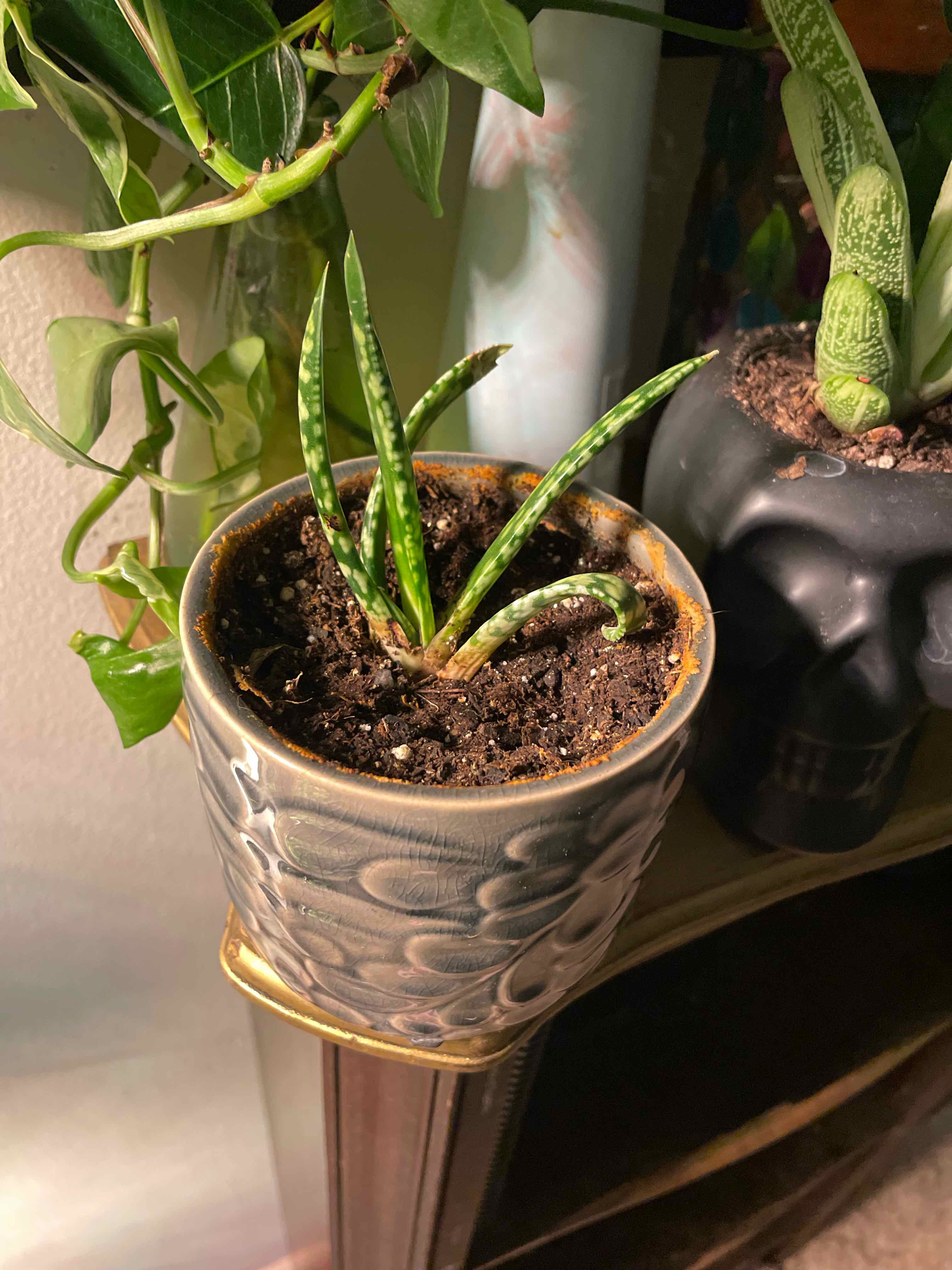 Photo of the plant species Gasteria Bicolor by @captainstardust named Naomi on Greg, the plant care app