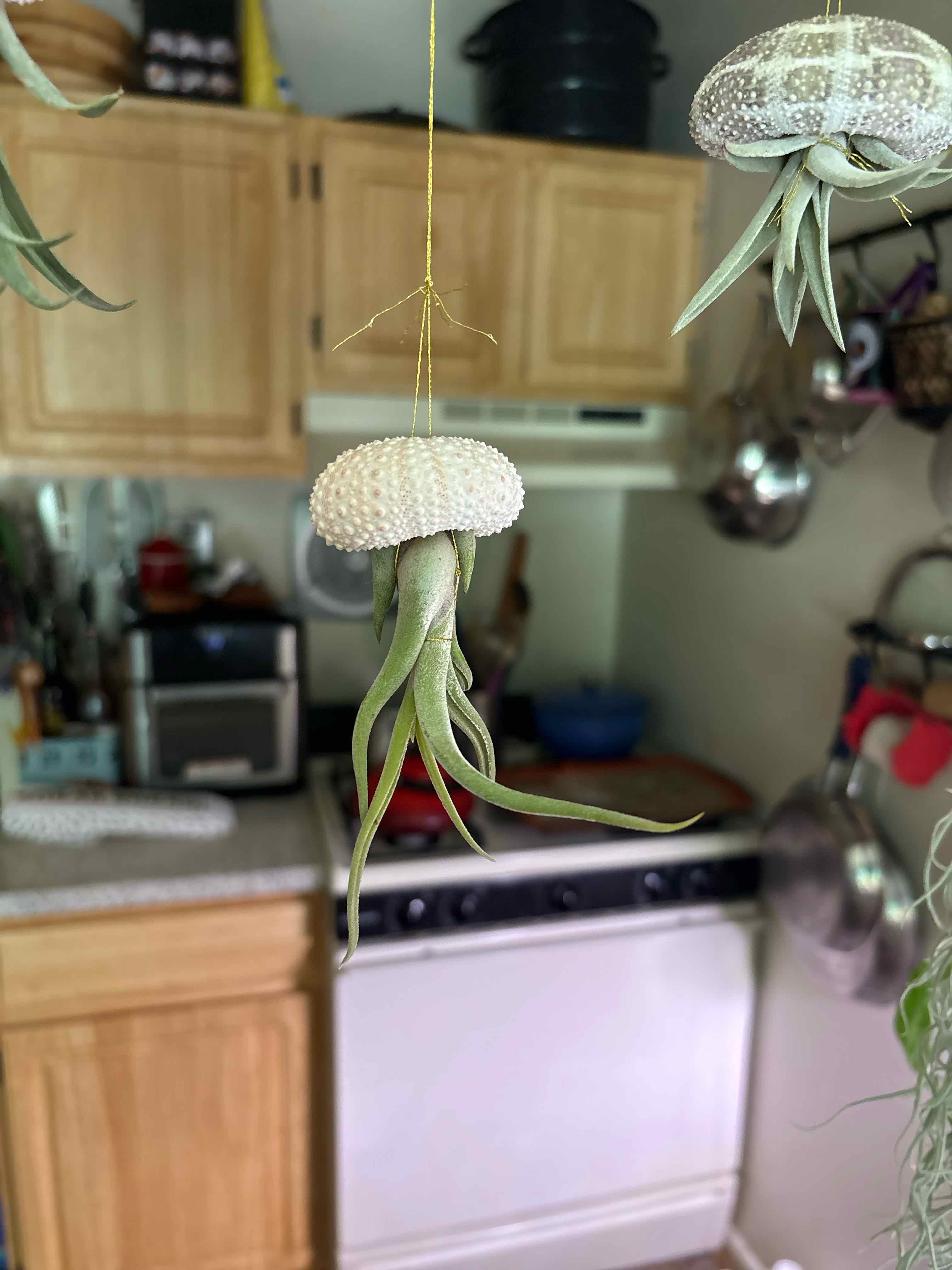 Photo of the plant species Air plant by @captainstardust named Aquata on Greg, the plant care app