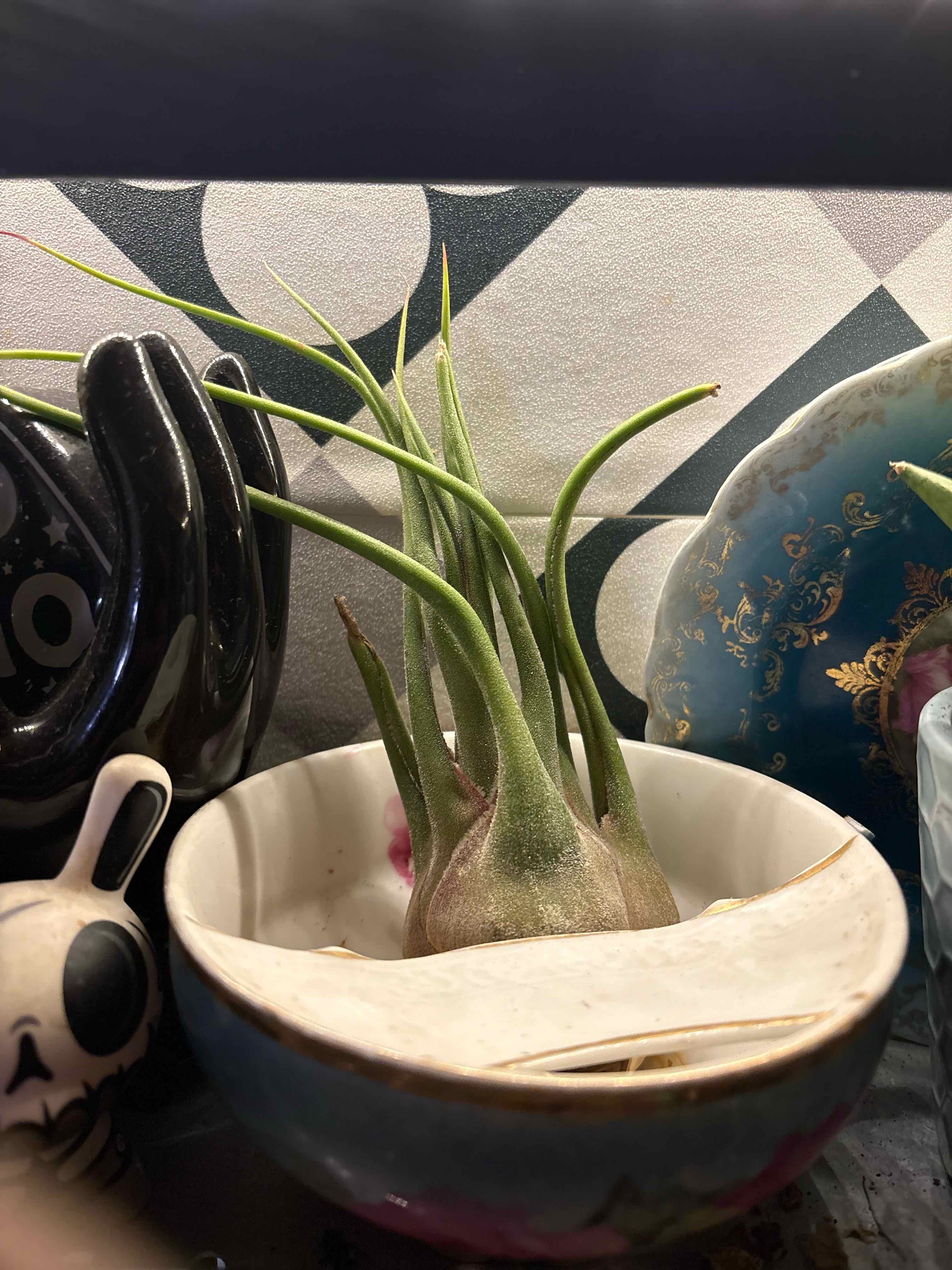 Photo of the plant species Air plant by @captainstardust named Ariel on Greg, the plant care app