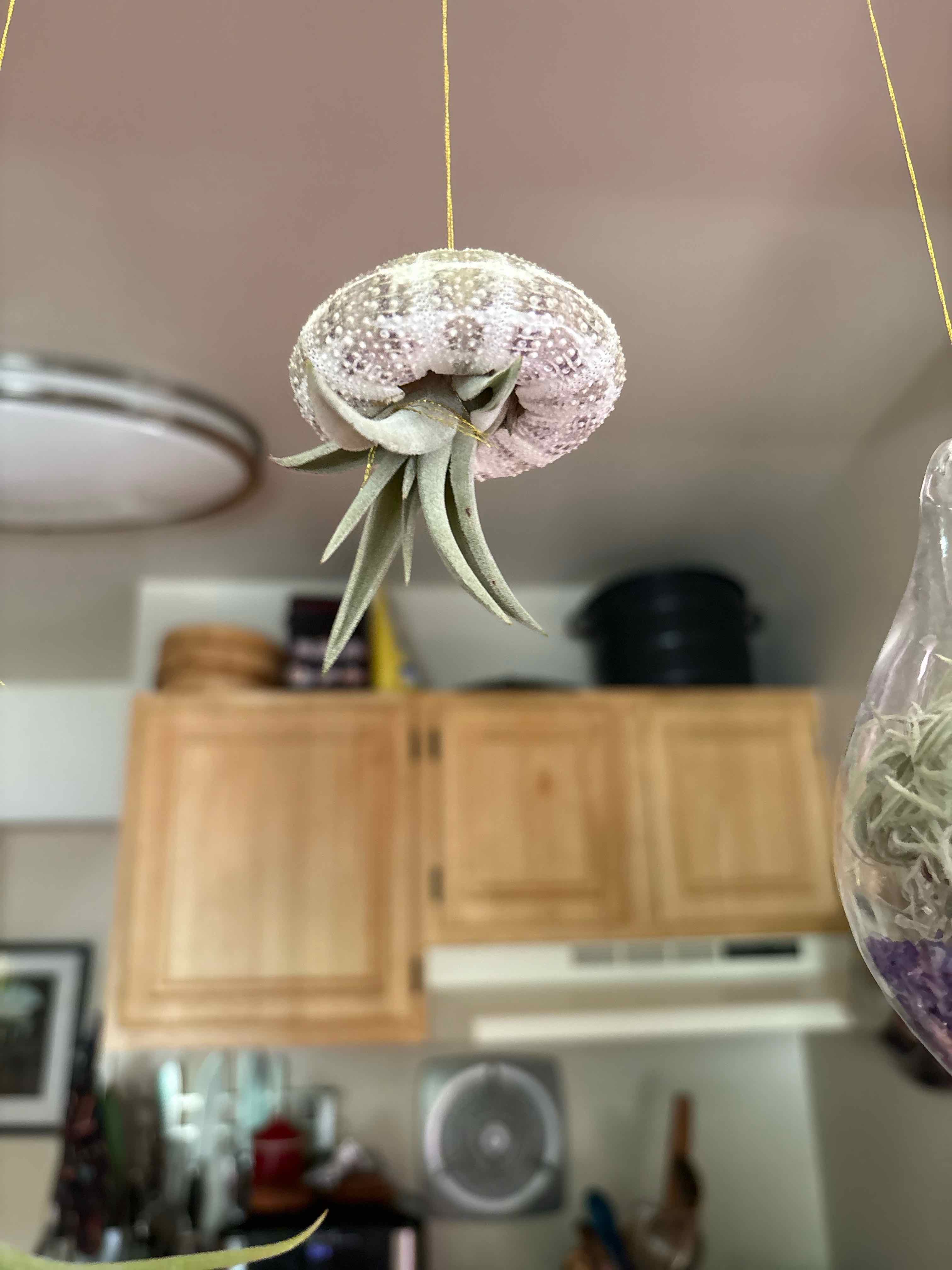 Photo of the plant species Potbelly Air Plant by @captainstardust named Adella on Greg, the plant care app