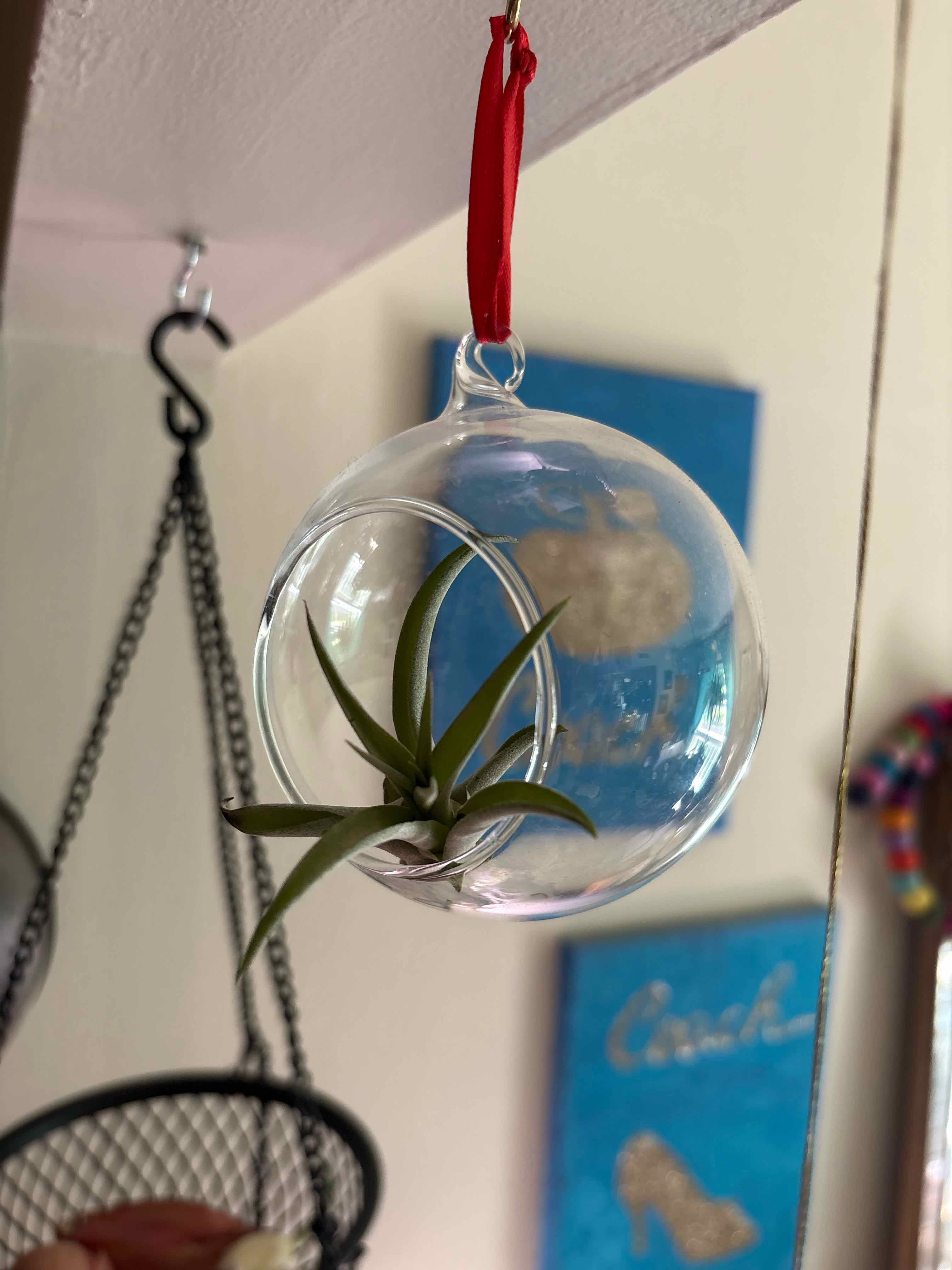 Photo of the plant species Potbelly Air Plant by @captainstardust named Wilbur on Greg, the plant care app