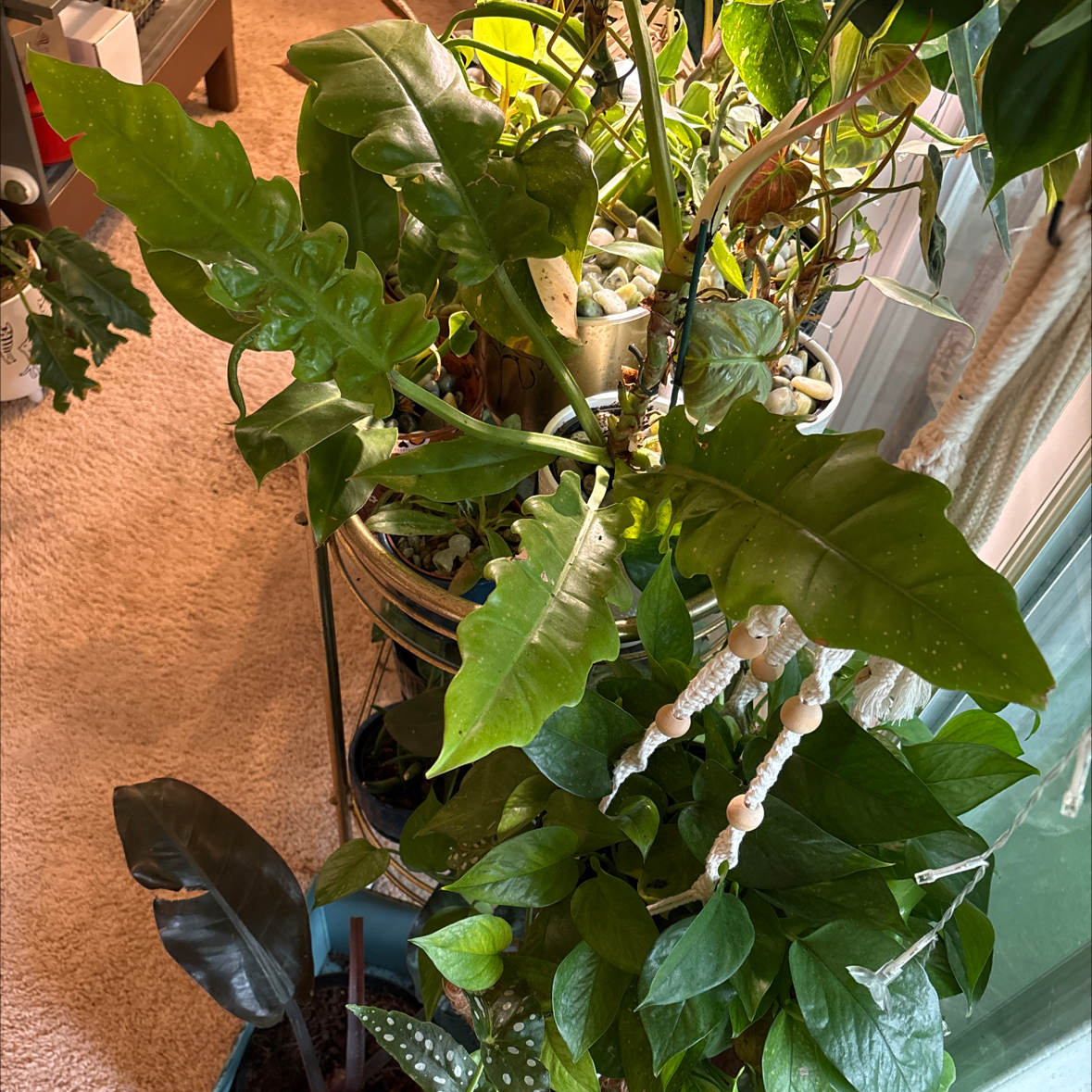Photo of the plant species Philodendron stenolobum by @captainstardust named Luna Lovegood on Greg, the plant care app