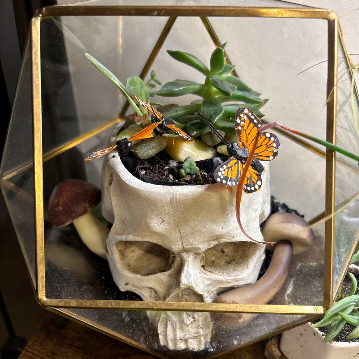 Photo of the plant species Echeveria 'Dionysos' by @captainstardust named Yorick on Greg, the plant care app