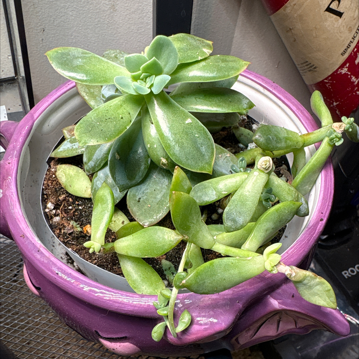 Photo of the plant species Crested Cermeria Expatriata by @captainstardust named Count Bat on Greg, the plant care app