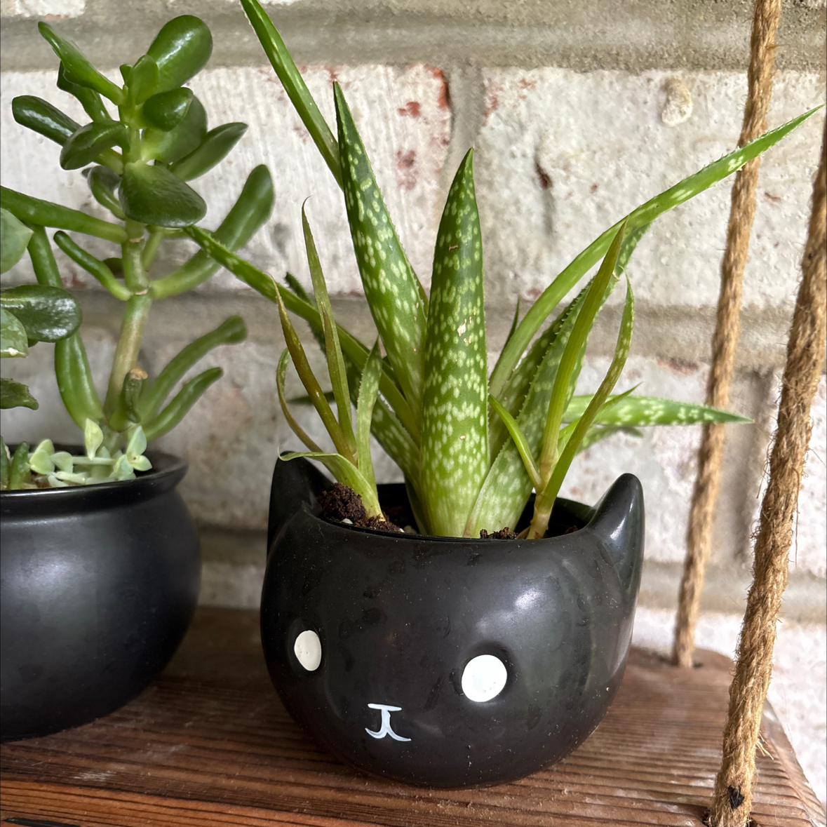 Photo of the plant species Aloe 'Firebird' by @captainstardust named Jiji on Greg, the plant care app