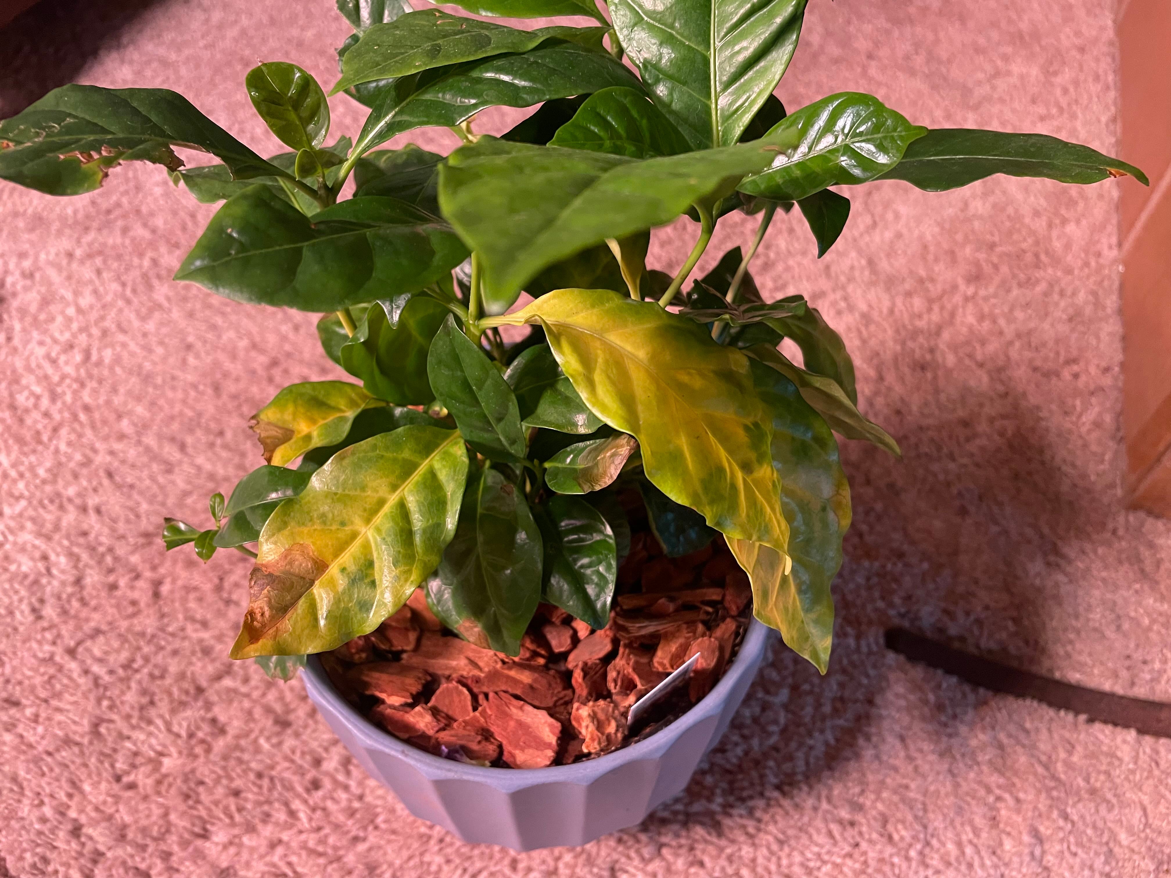 ☕ 8 Key Winter Strategies for Arabian Coffee Plant