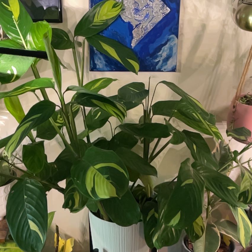 Photo of the plant species Ctenanthe pilosa by @captainstardust named Austen on Greg, the plant care app