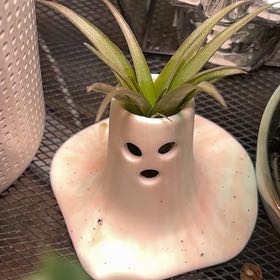 Photo of the plant species Assorted Tillandsia by @captainstardust named Casper on Greg, the plant care app