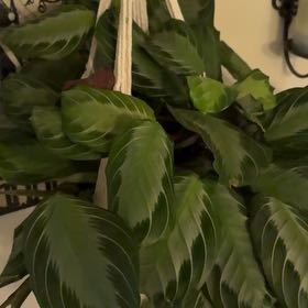 Photo of the plant species Maranta silver band prayer plant by @captainstardust named St. Bonaventure on Greg, the plant care app