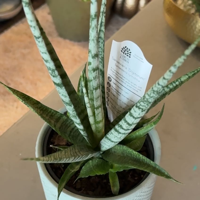 Photo of the plant species Variegated Starfish Snakeplant by @captainstardust named Mr. Snake on Greg, the plant care app