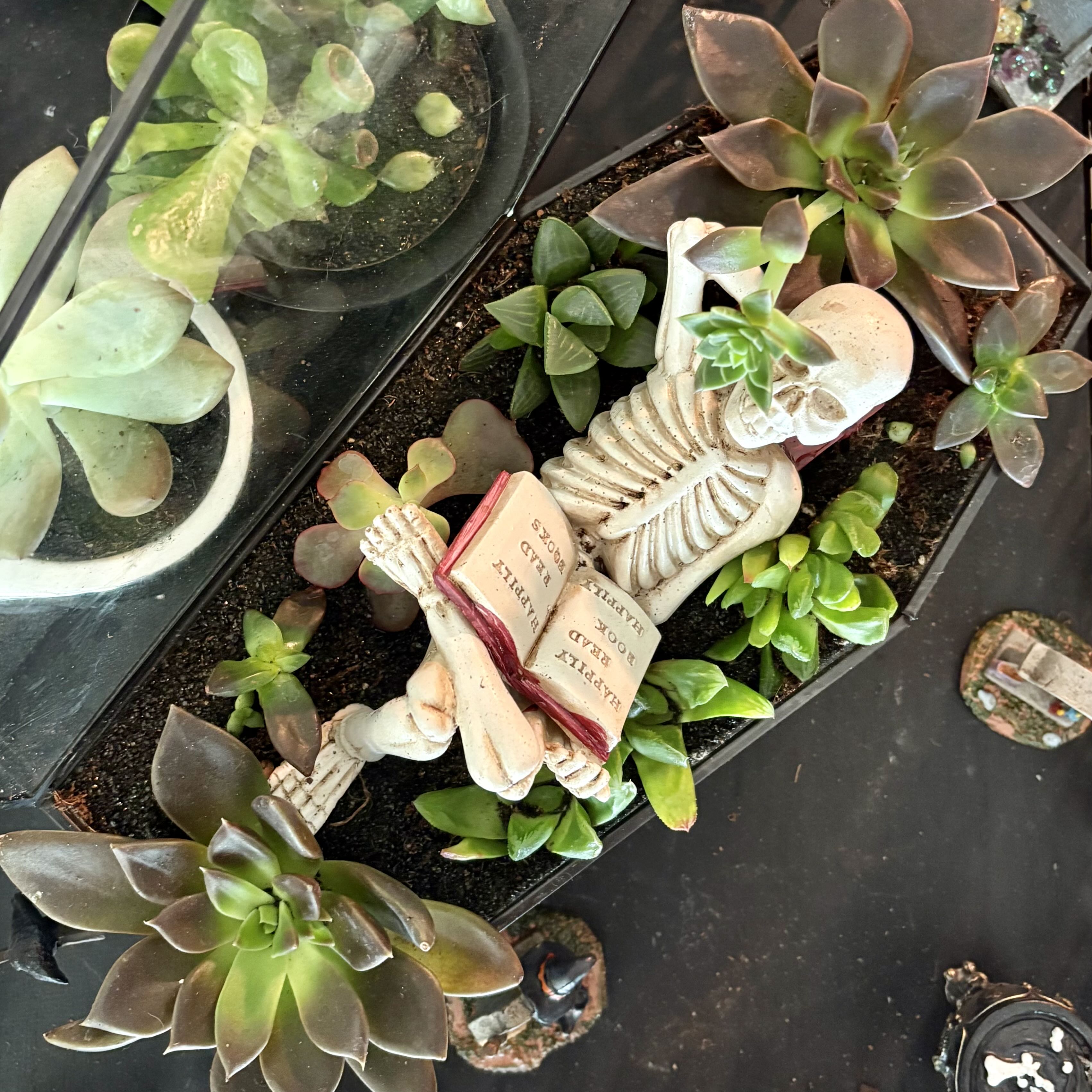 Photo of the plant species Star Window Plant by @captainstardust named Sonora on Greg, the plant care app