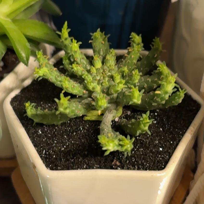 Photo of the plant species Medusa's Head by @captainstardust named Euryale on Greg, the plant care app