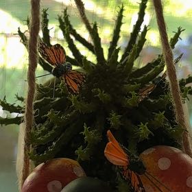 Photo of the plant species Medusa's Head by @captainstardust named Medusa on Greg, the plant care app