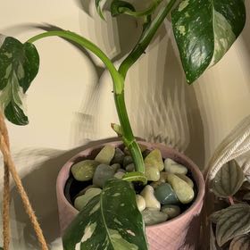 Photo of the plant species Philodendron White Wizard by @captainstardust named Gandalf on Greg, the plant care app
