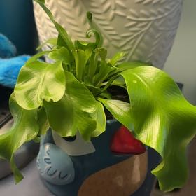 Photo of the plant species Green Flame Fern by @captainstardust named Aria on Greg, the plant care app
