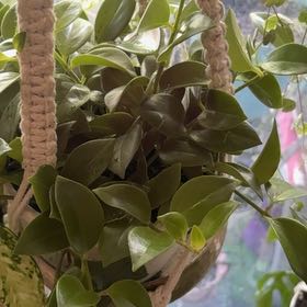 Photo of the plant species Hoya 'Rebecca' by @captainstardust named Rebecca on Greg, the plant care app