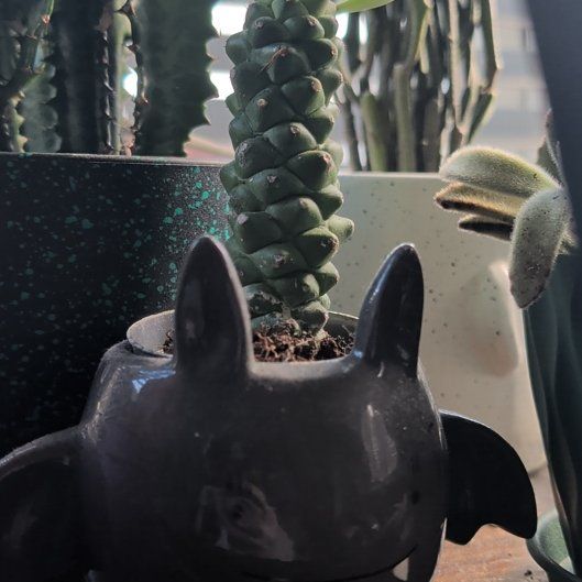 Photo of the plant species Euphorbia ritchiei by @HotSpidercactus named Tolkien on Greg, the plant care app