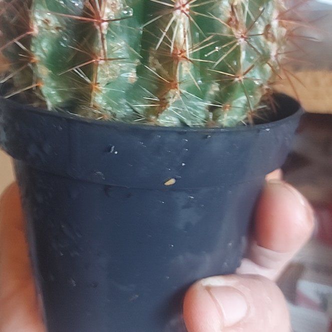 Photo of the plant species Notocactus ottonis by @PeppyMudpuppy named Morgan Treeman on Greg, the plant care app