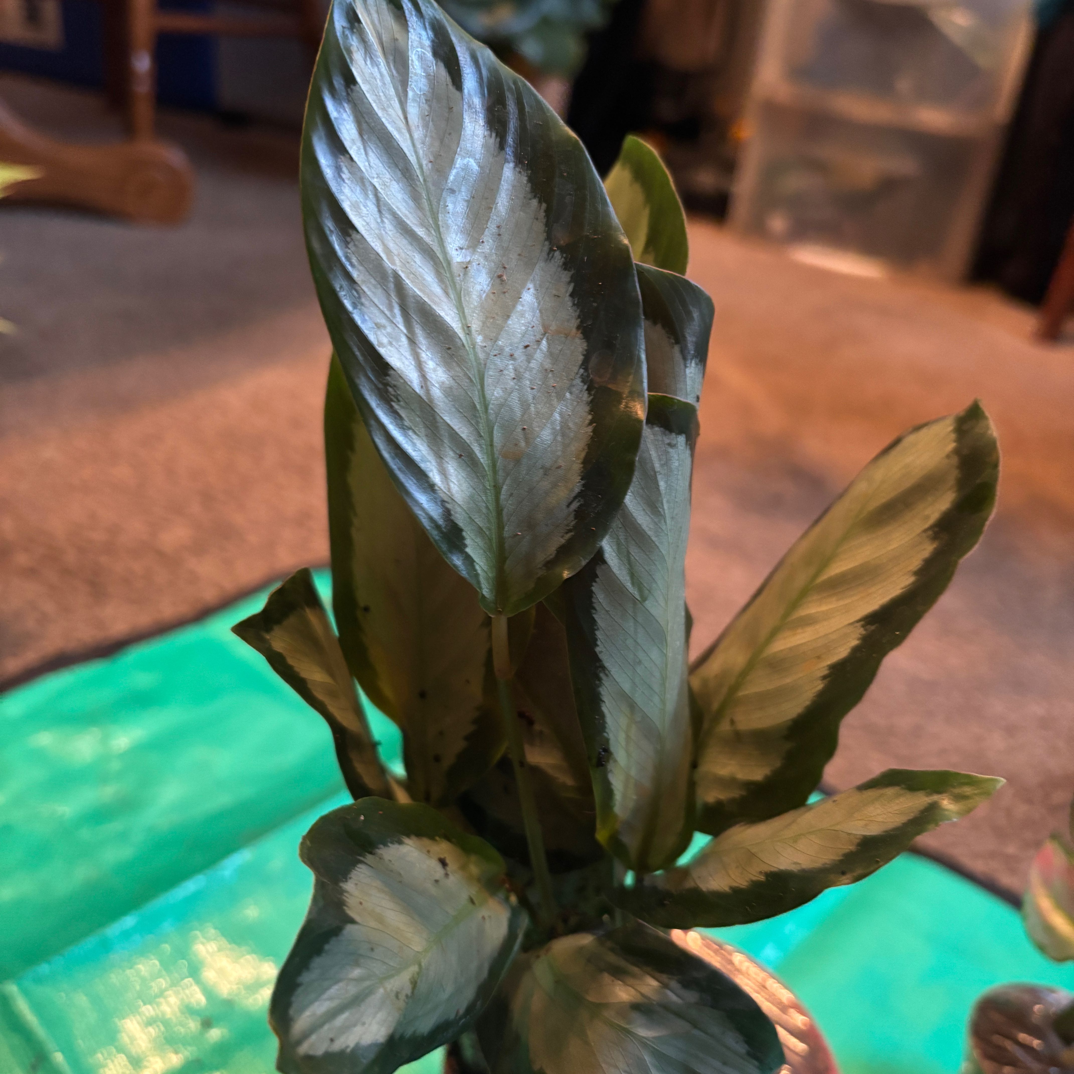 Photo of the plant species Calathea Corona by @Chattowbear named Bruce Lee on Greg, the plant care app