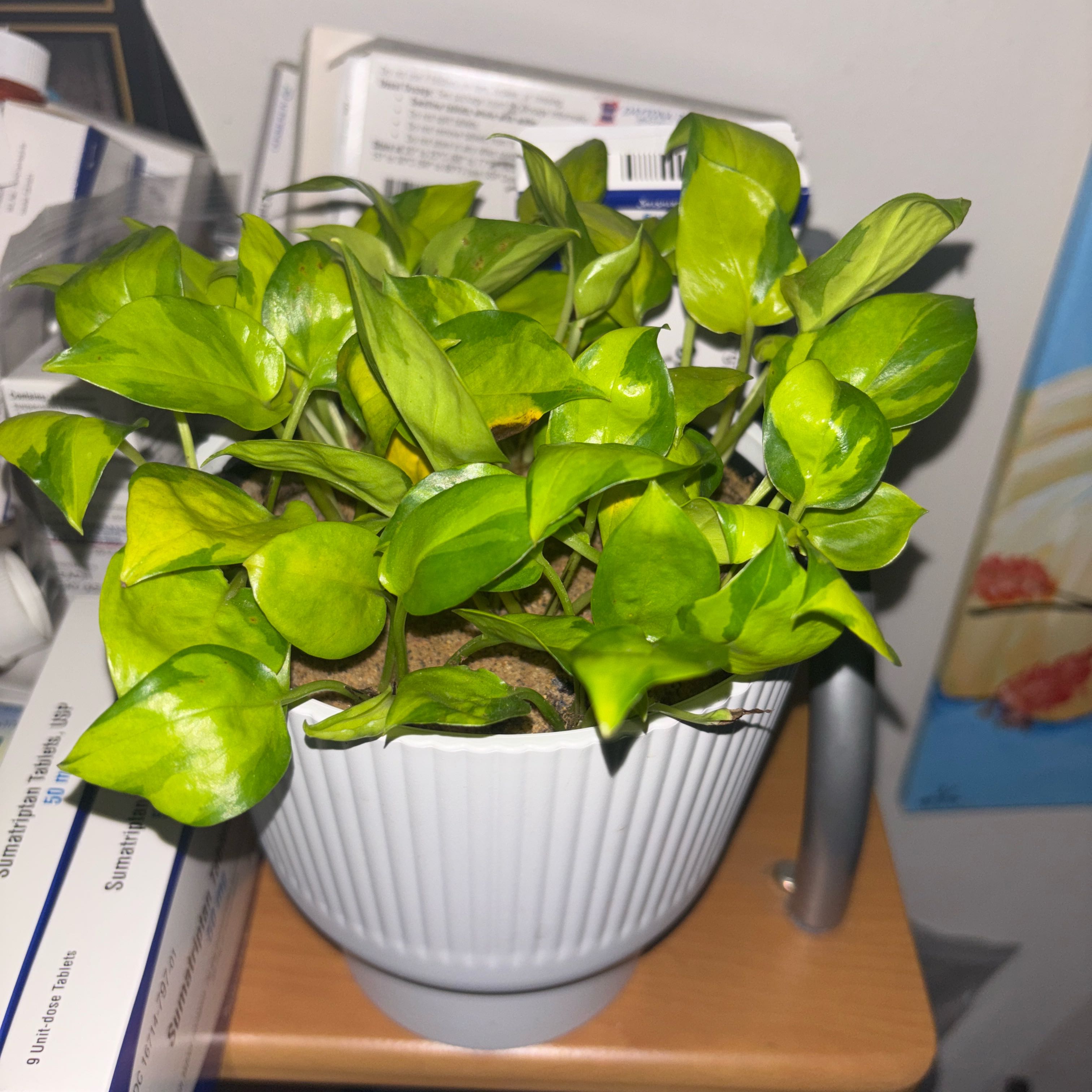 Photo of the plant species Pothos 'Neon Joy' by @Chattowbear named Anne on Greg, the plant care app