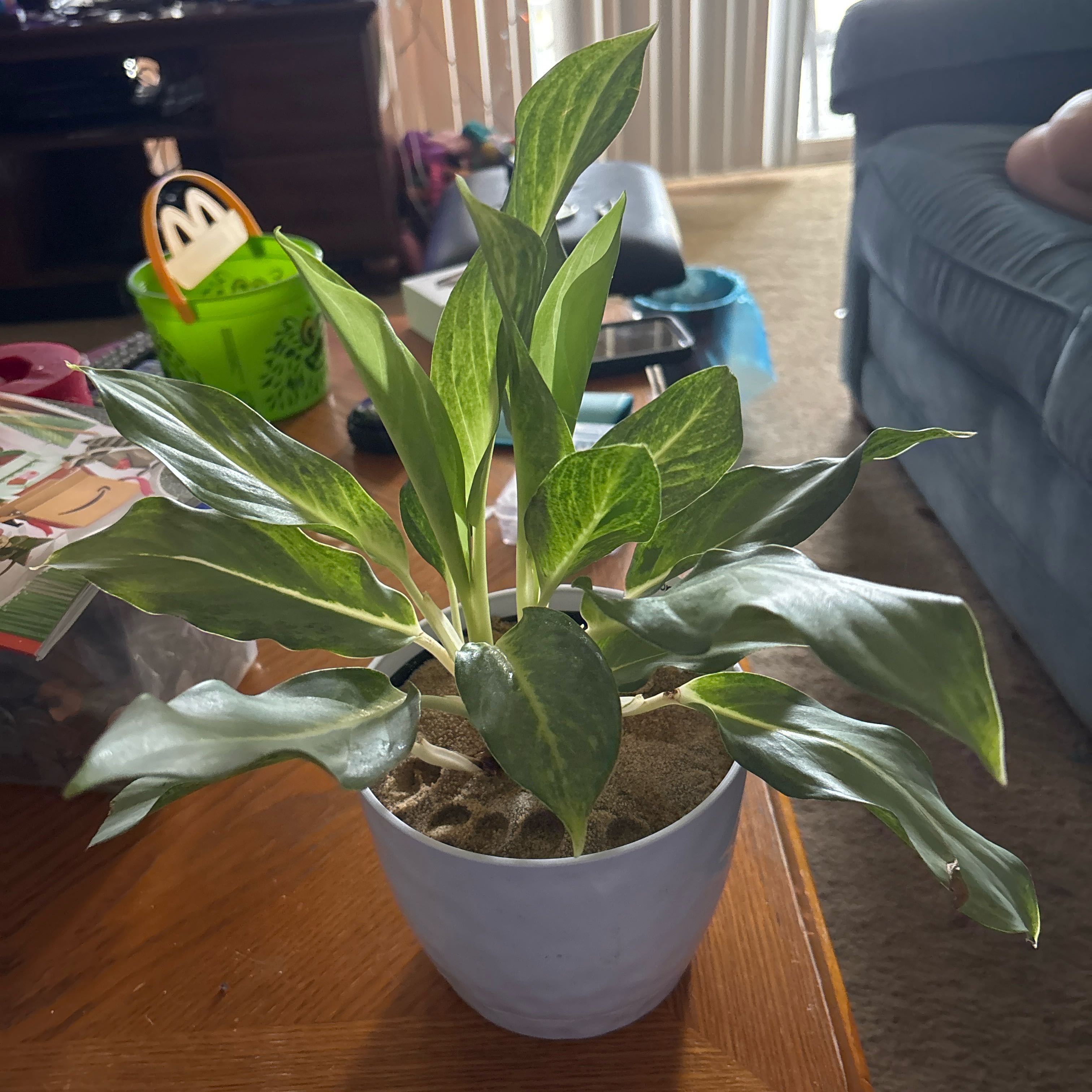 Photo of the plant species Chinese Evergreen 'Ghost' by @Chattowbear named Rainier on Greg, the plant care app