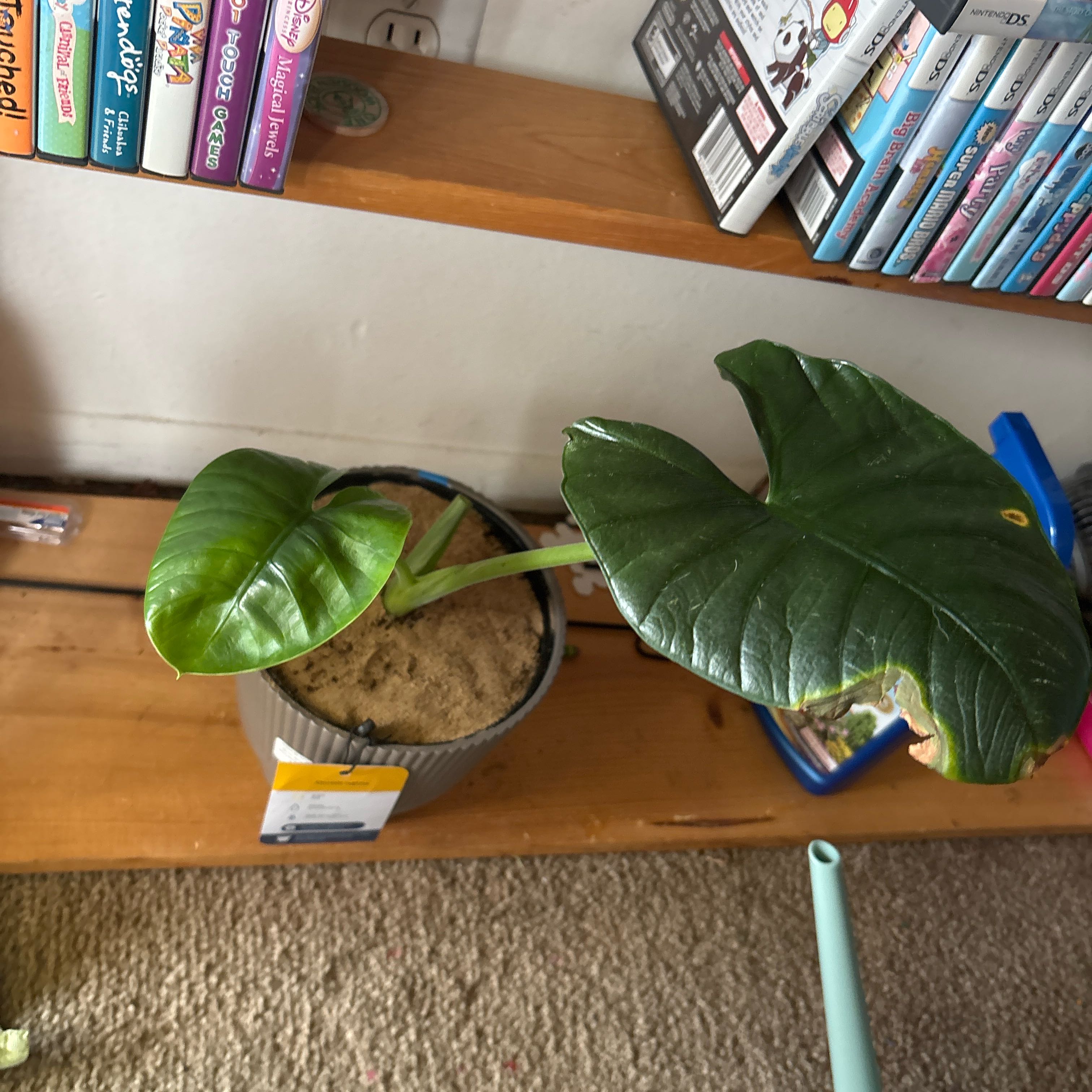Photo of the plant species Alocasia Dark Miri by @Chattowbear named Gregarious on Greg, the plant care app