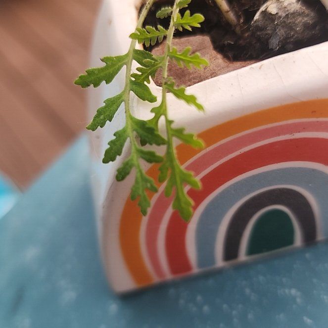 Photo of the plant species American Parsley Fern by @FreeIvorytowers named Kardashian on Greg, the plant care app