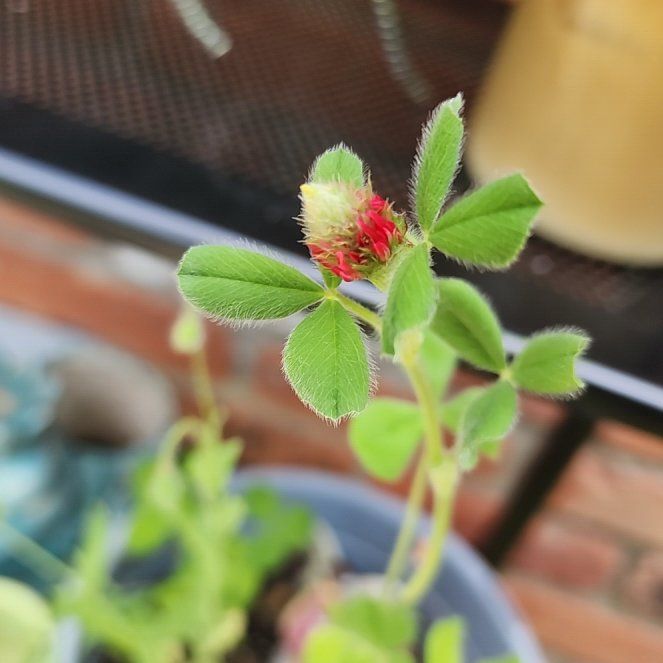 Photo of the plant species Carnation Clover by @FreeIvorytowers named Kesha on Greg, the plant care app