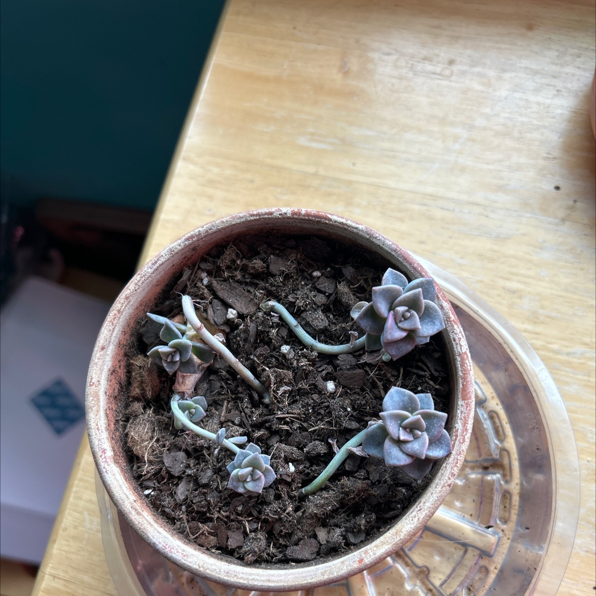 Photo of the plant species Graptopetalum Jester by @ManyMeadowsweet named Venat Hydaelyn on Greg, the plant care app
