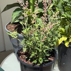 Plant care for Lavandula Pedunculata on Greg, the plant care app
