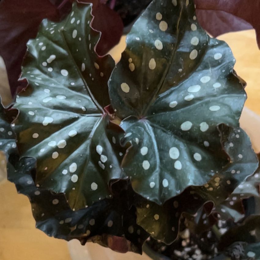 Photo of the plant species Begonia 'Black Forest' by @ManyMeadowsweet named Frank Sinatra on Greg, the plant care app