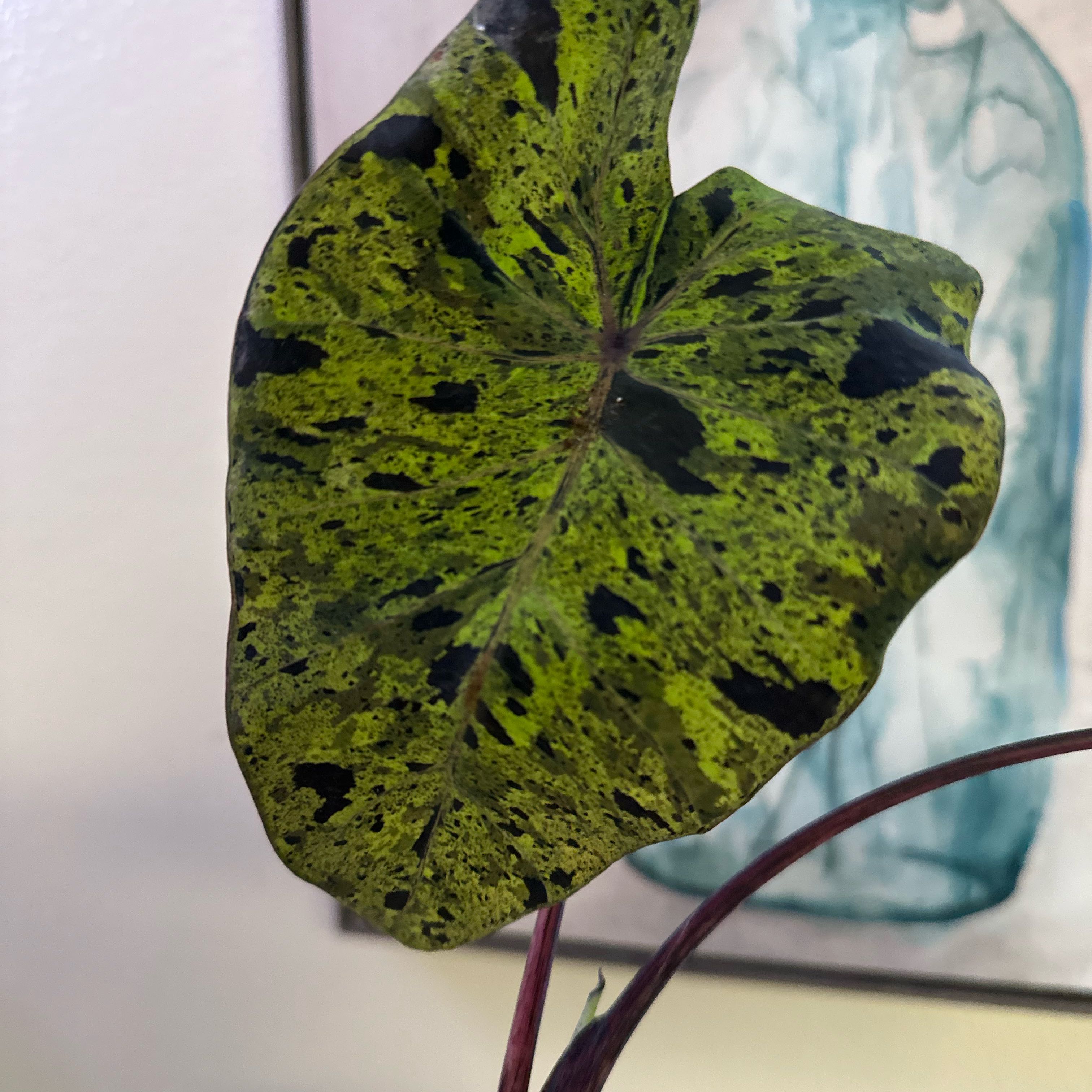 Photo of the plant species Mojito colocasia by @AwakeCliffsedum named Orwell on Greg, the plant care app