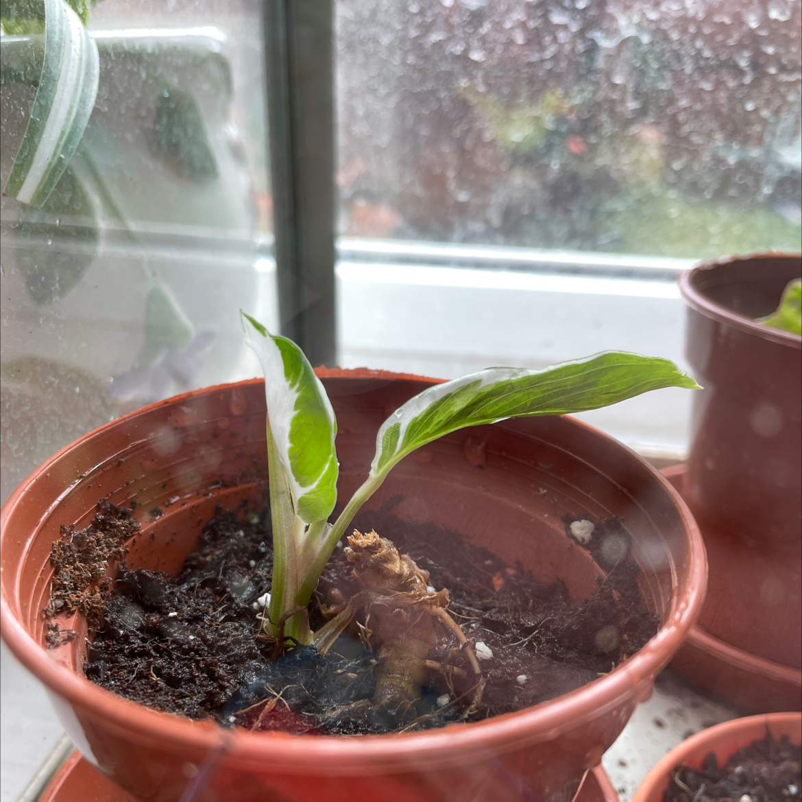 Photo of the plant species Calathea 'Stella' White Fusion by @Dandelionarcade named Rihanna on Greg, the plant care app
