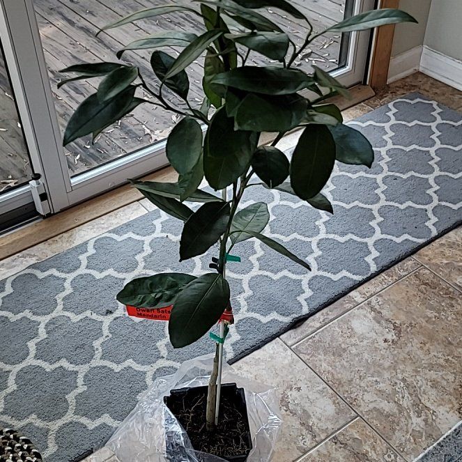 Photo of the plant species Satsuma by @YardWarnockia named Daphne on Greg, the plant care app